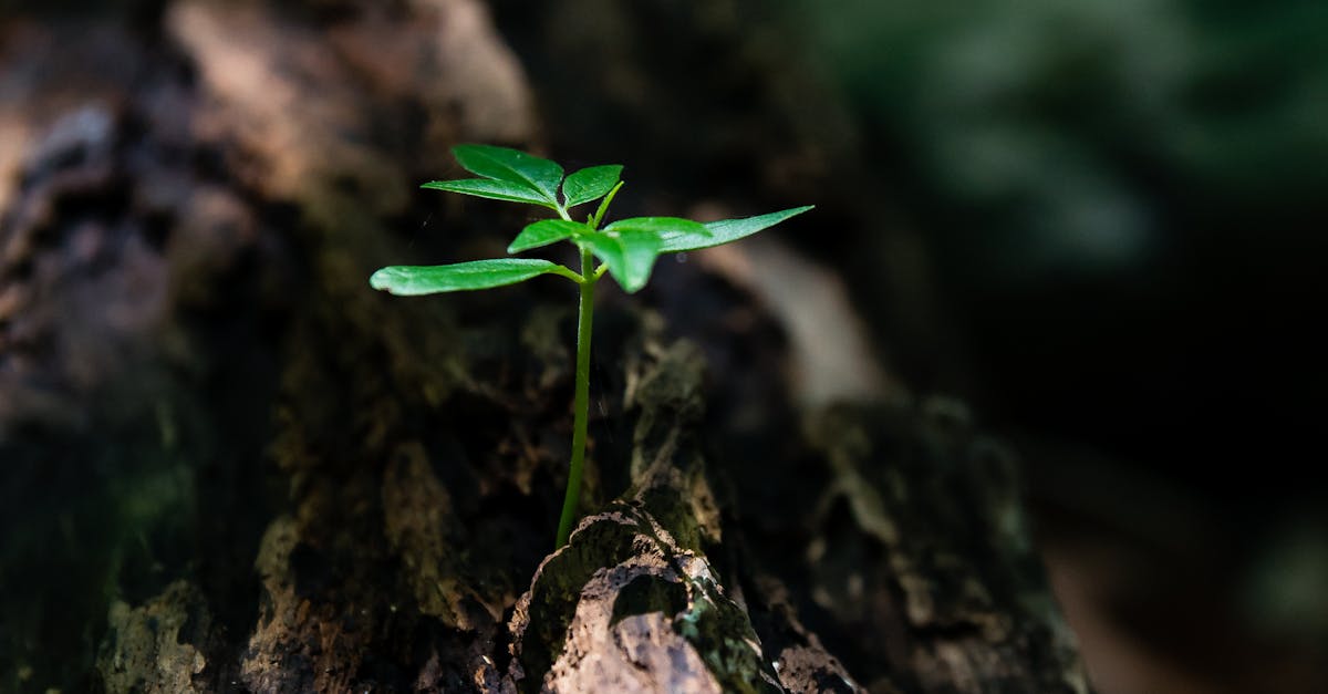 découvrez le concept de résilience, une capacité essentielle qui permet de surmonter les épreuves et de se reconstruire après des difficultés. apprenez des stratégies pour développer votre résilience et transformer les défis en opportunités de croissance personnelle.